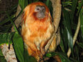 Thumbnail for version as of 05:35, 23 November 2008