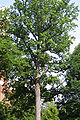 American Tuliptree (Liriodendron Tulipfera L)