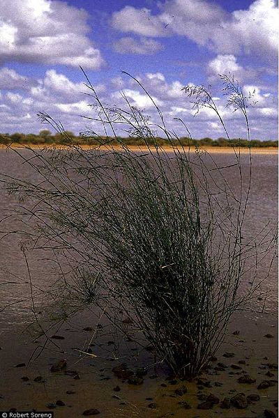 File:Lovegrass.jpg