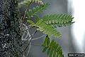 Resurrection Fern (Pleopeltis polypodioides) Family:Polypodiaceae