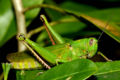 sleeping grasshopper