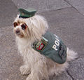A police dog.