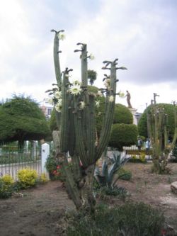 450px-Flowering San Pedro cactus.jpg