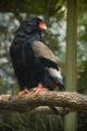 Bateleur (T. ecaudatus) Genus: Terathopius