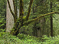 Bigleaf Maple (Acer macrophyllum)
