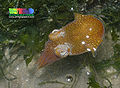 Bottletail squid (species name) Order: Sepiolida