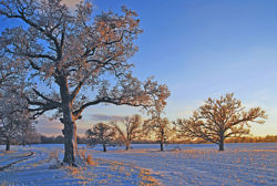 Bur oaks.jpg