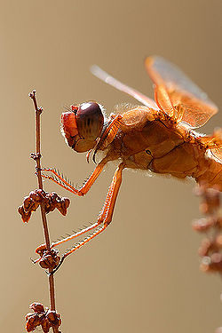 Libellua saturata up close.jpg