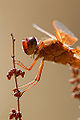 Thumbnail for version as of 04:09, 3 December 2009