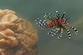 Red Lionfish (P. volitans) Genus: Pterois