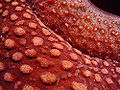 Thumbnail for version as of 02:57, 25 May 2009