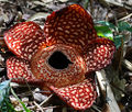 R. pricei Genus:Rafflesia
