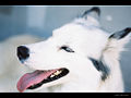 Siberian Husky (C. lupus) Subtaxa:C. l. familiaris