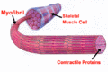 Thumbnail for version as of 19:02, 25 October 2007