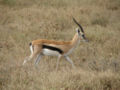 Thomson's Gazelle (Gazella thomsoni) Species: Gazella thomsoni