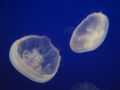 Moon Jelly fish (Aurelia aurita) Order: Semaeostomeae