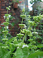 Sweet basil (O. basilicum)