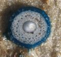 Blue Button (Porpita porpita) Genus:Porpita
