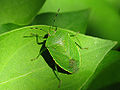 Green Stink Bug (Acrosternum hilare)