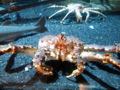 Red King Crab (P. camtschaticus) Genus: Paralithodes
