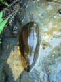 Leech-China