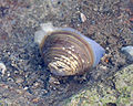 Mashijimi/Asiatic Greater Freshwater Clam (Corbicula leana) Family: Corbiculidae