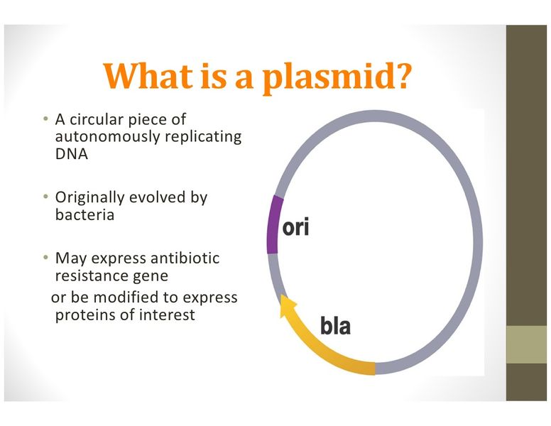 File:Plasmid2.jpg