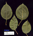 Chinese pear leaves (P. ussuriensis )