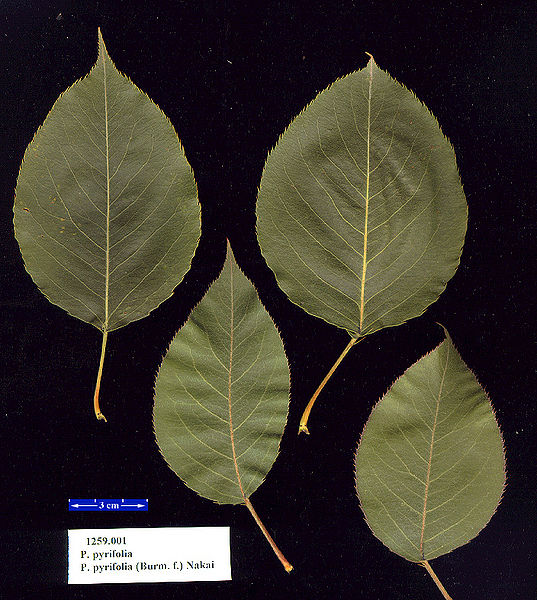 File:Pyrus pyrifolia.jpg