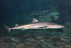 Spiny dogfish.jpg