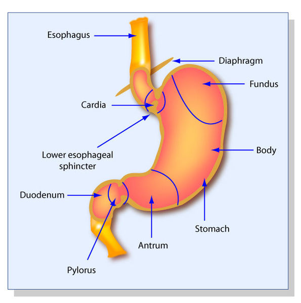 File:Stomach Structure.jpg