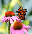 Thumbnail for version as of 02:55, 1 December 2009