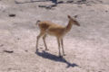 Thumbnail for version as of 22:08, 23 January 2007