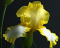 Yellow Iris