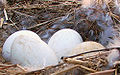 Thumbnail for version as of 01:33, 26 February 2010