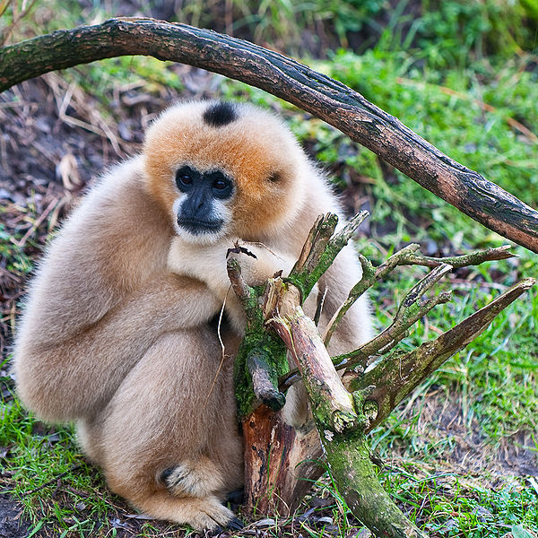 File:Gibbon.jpg