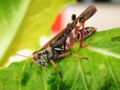 Grasshopper Order: Orthoptera