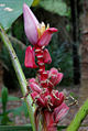 Pink Banana (Musa velutina) Species: Musa velutina