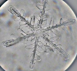 Real Snowflake.jpg