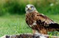 Thumbnail for version as of 21:12, 11 February 2007