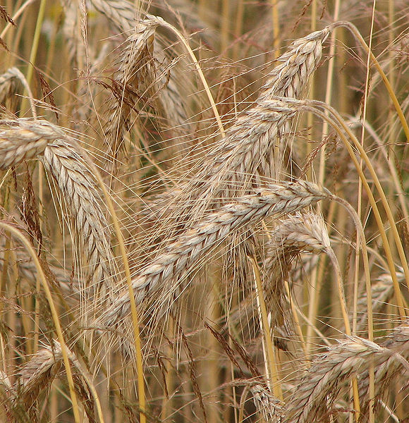 File:Up close rye grain.jpg