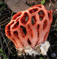 Clathrus (Clathrus ruber) C.ruber