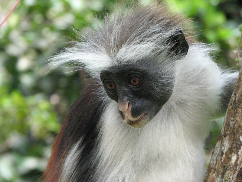 File:Columbus monkey.jpg