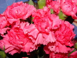 Dianthus caryophyllus Flower.jpg