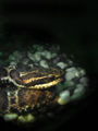 Japanese Pit Viper (G. Blomhoffi) Genus: Gloydius