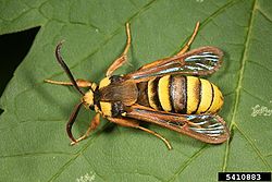 Hornet Moth.jpg