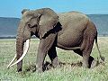 African Elephant (Loxodonta africana) Genus: Loxodonta