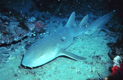 Nurse shark main.jpg