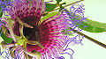 Passion Flower (Passiflora cincinnata)
