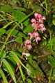Pyrola Family: Ericaceae